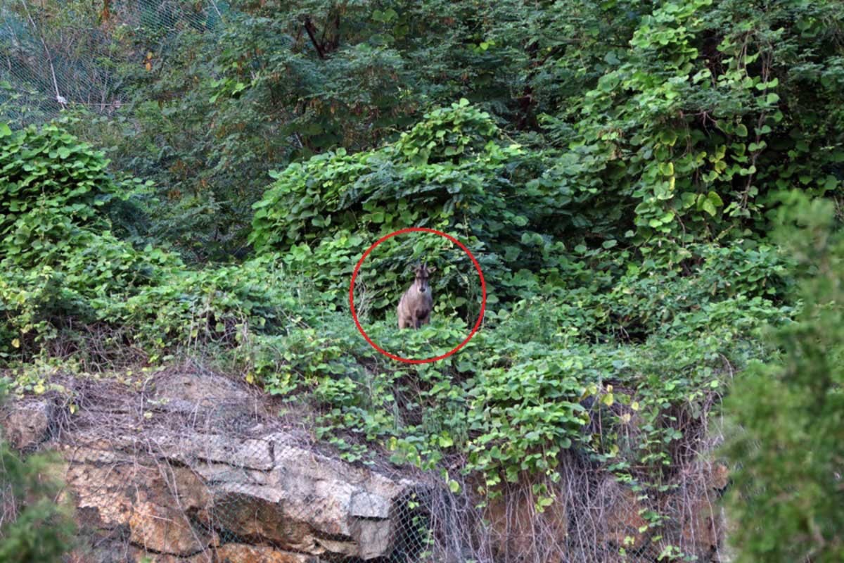 기사 이해를 돕기 위한 산양 자료사진. 사진은 지난 2017년 7월 서울에서 처음으로 촬영된 멸종위기종 1급인 산양의 모습. / 뉴스1