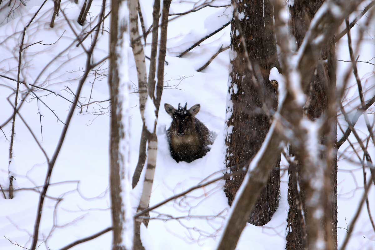 폭설에 파묻힌 산양 한마리. / 뉴스1