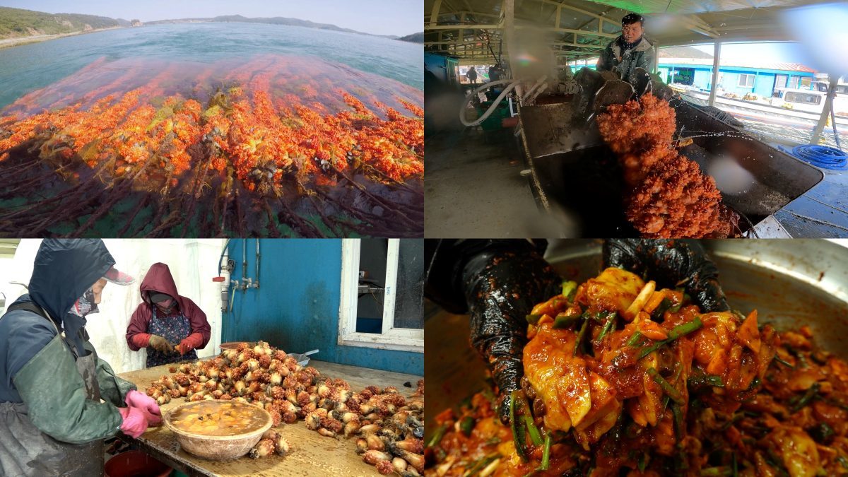 EBS1 '극한직업'…바다의 꽃 'OO' 수확 현장은?