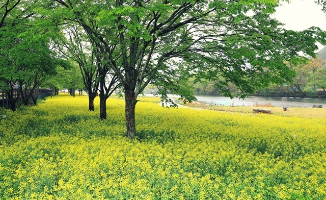 화순군 동복면(면장 최종대)은 따뜻한 봄을 맞아 동복면 연둔리 숲정이 일원에서 ‘2026 연둔리 숲정이 봄꽃 축제’를 개최한다. / 화순군