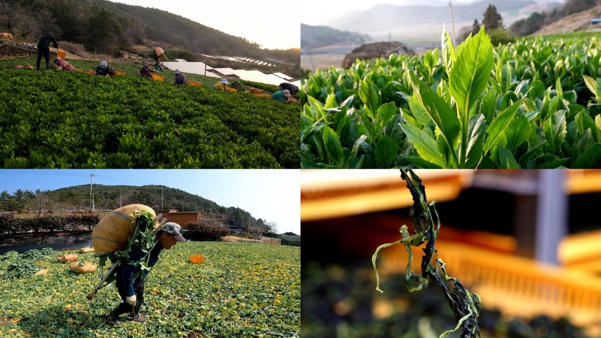 EBS1 '극한직업' 미리보기 페이지에서 제공하는 '봄의 제왕, 멍게와 참두릅'편 자료 사진 / EBS 제공