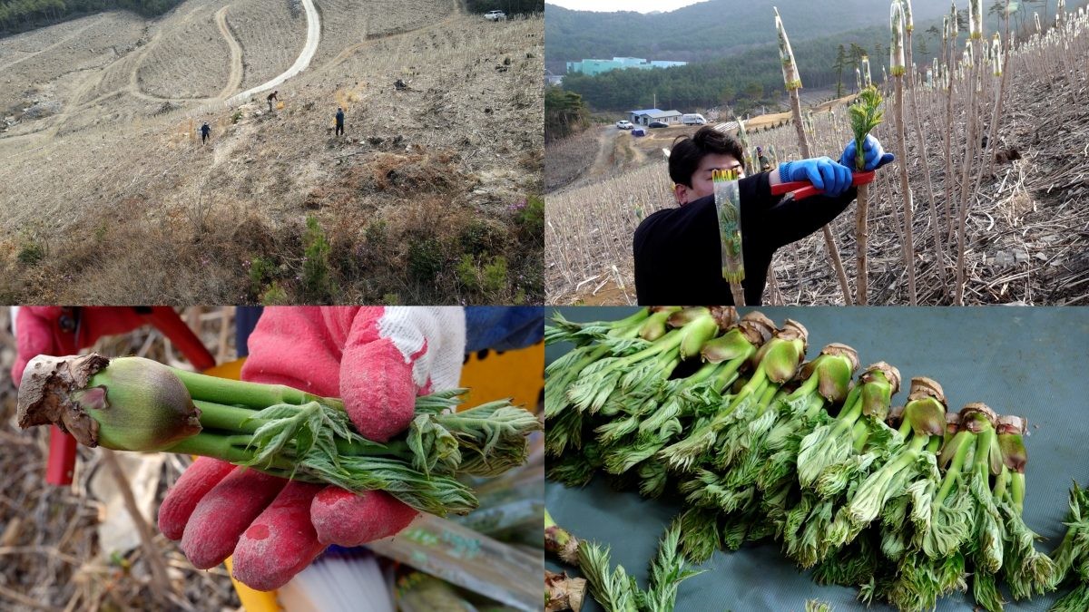 EBS1 '극한직업' 미리보기 페이지에서 제공하는 '봄의 제왕, 멍게와 참두릅'편 자료 사진 / EBS 제공