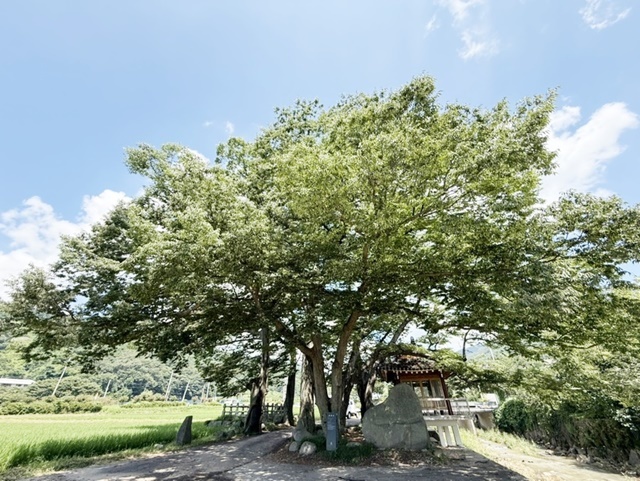 전국 최다 보호수 품은 화순군 ‘2026 보호수 정비사업’ 본격 추진