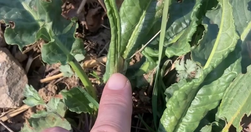 걷다가 보이면 무조건 캐세요...'천연 변비약'으로 소문난 '이 나물'
