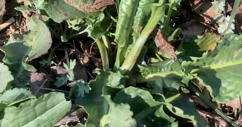 유튜브 '산타는 곰돌이'