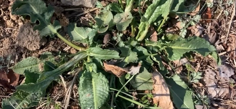 유튜뷰 '산타는 곰돌이'