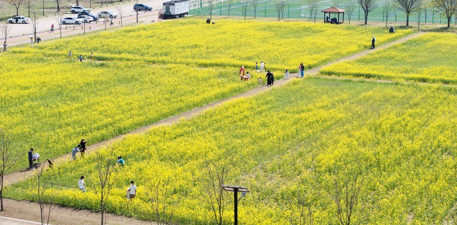구미 낙동강체육공원, 노란 유채꽃 물결로 봄 절정 선보인다.