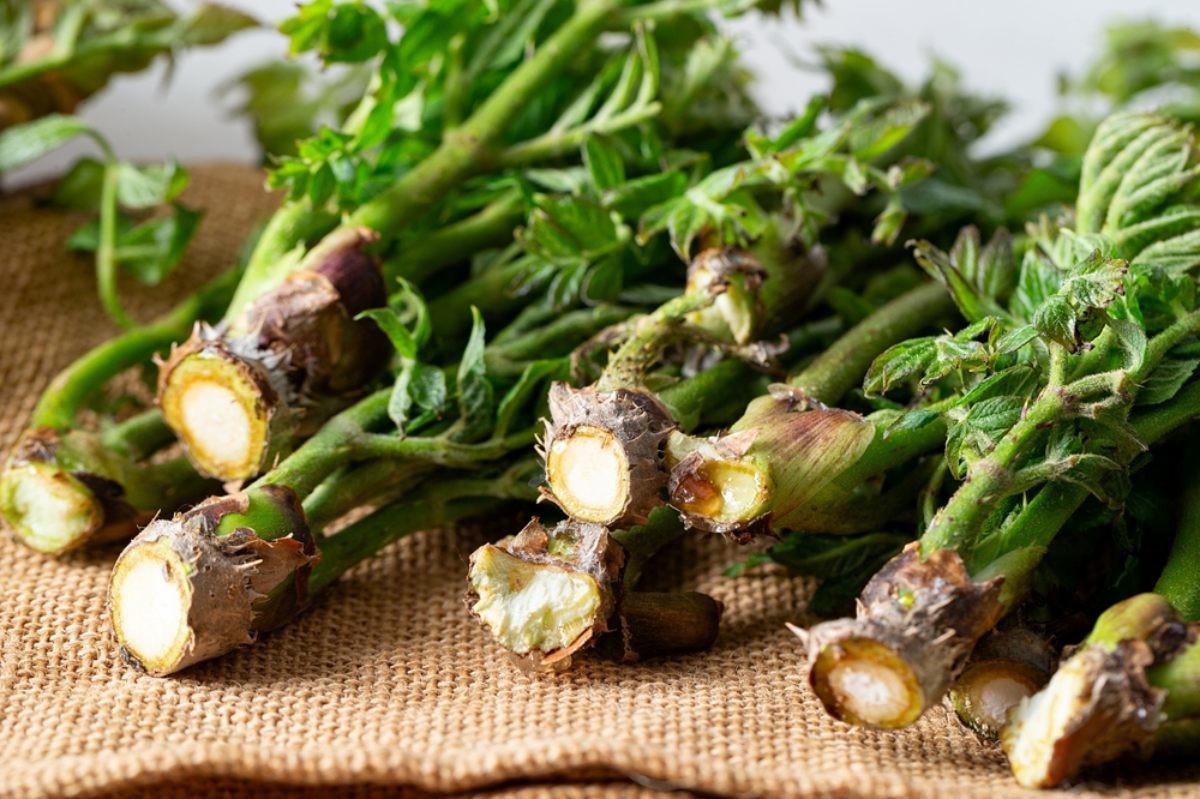 두릅 자료사진 / mnimage-shutterstock.com