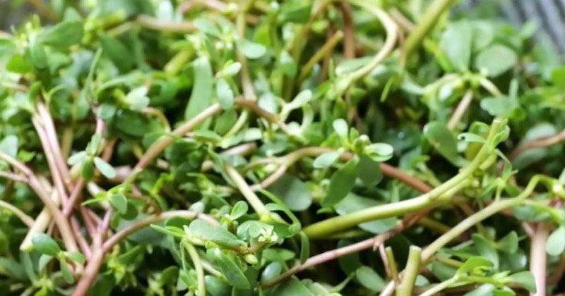 유튜브 '김대석 셰프TV'