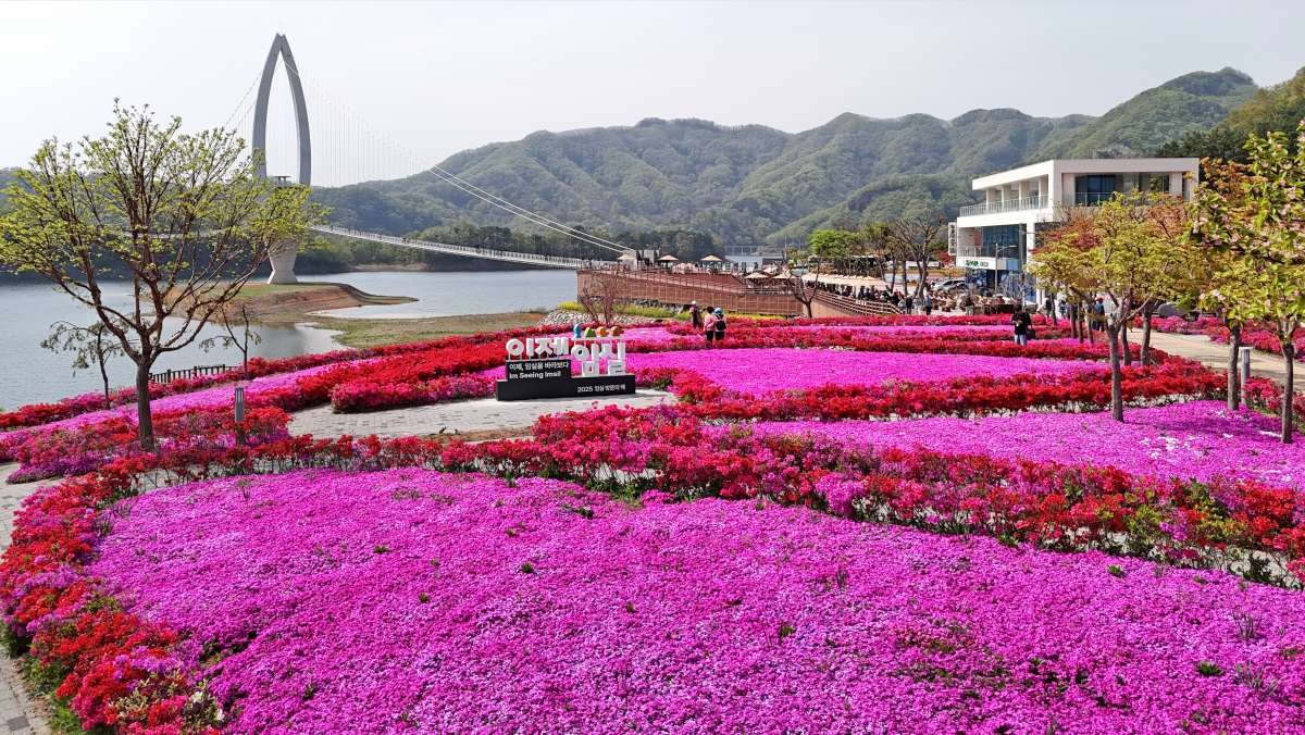 임실군 옥정호 붕어섬 요산공원이 붉게 물들었다. / 뉴스1