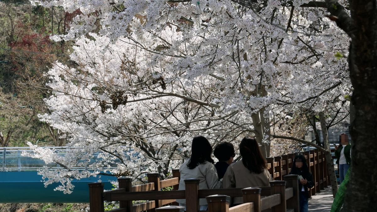 충북 제천시 청풍면에서 상춘객들이 활짝 핀 벚꽃 아래를 걷고 있다.  / 연합뉴스