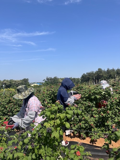 복분자 수확현장 / 고창군