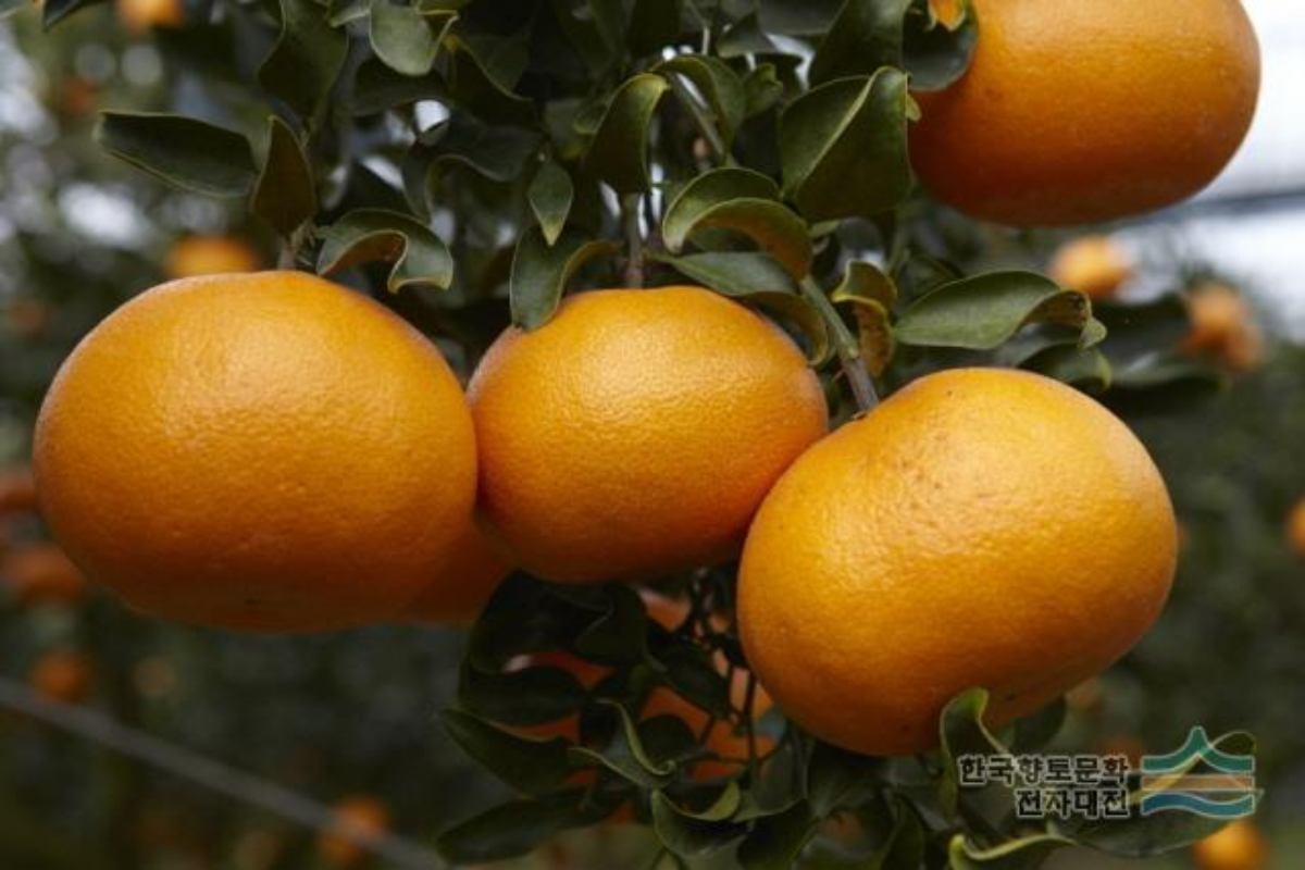 천혜향. / 디지털서귀포문화대전