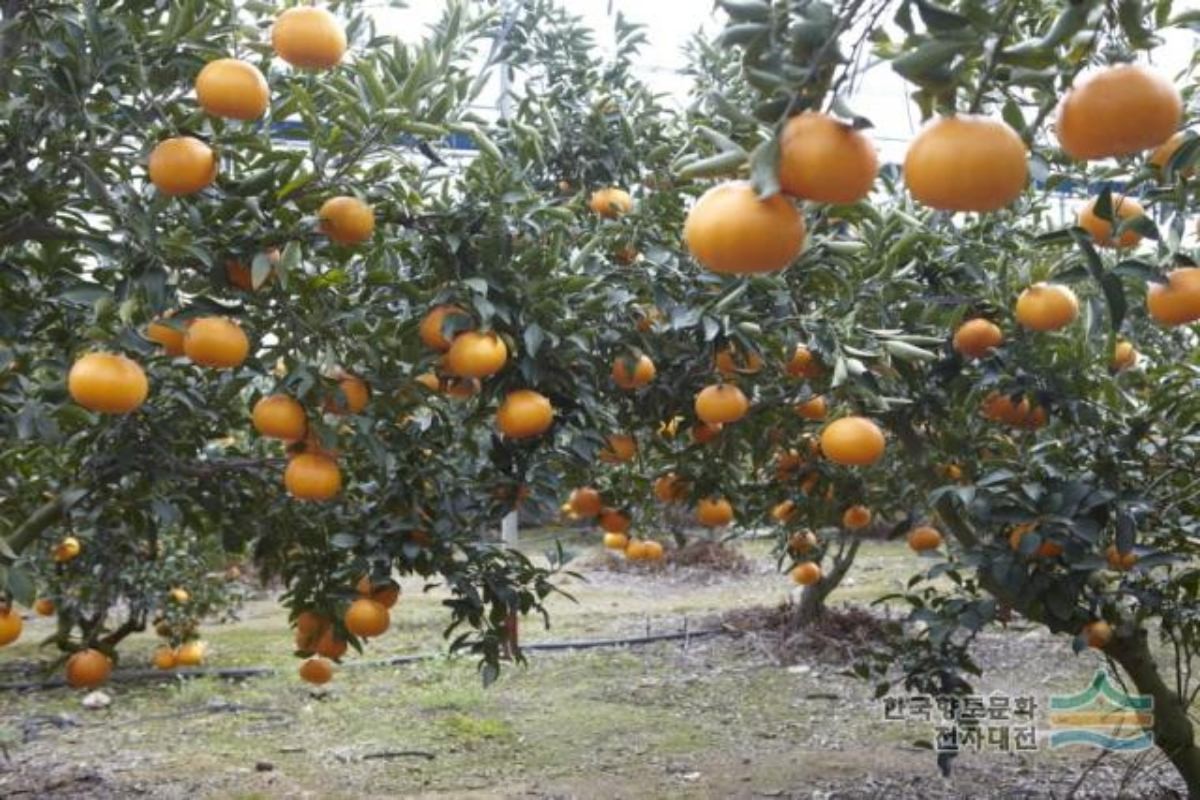 '천혜향이 주렁주렁'. / 디지털서귀포문화대전