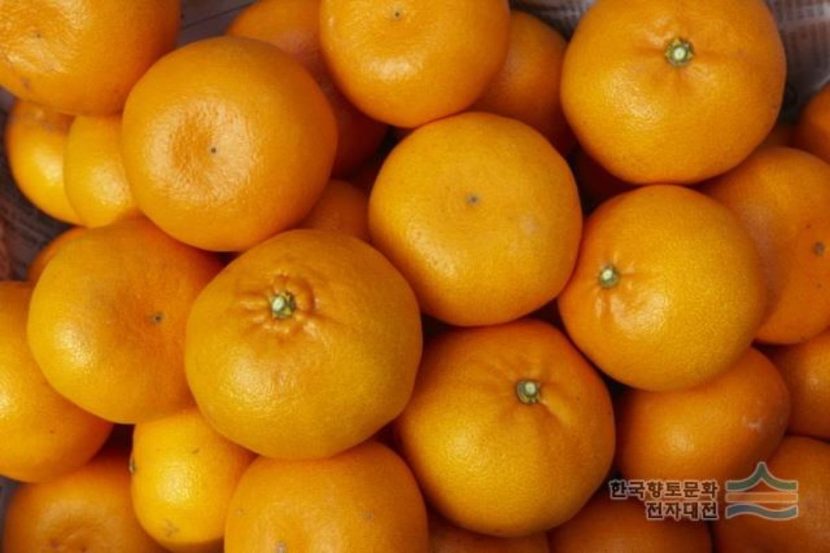 제주 특산물 천혜향. / 디지털서귀포문화대전