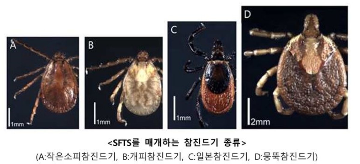 중증열성혈소판감소증후군을 매개하는 참진드기 종류 / 질병관리청 제공