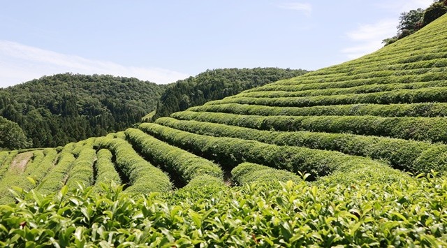 보성의 차밭 / 보성군