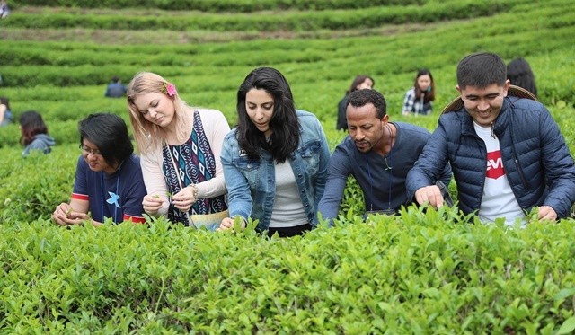 보성 찻잎 따기 체험을 하고 있는 외국인들 / 보성군