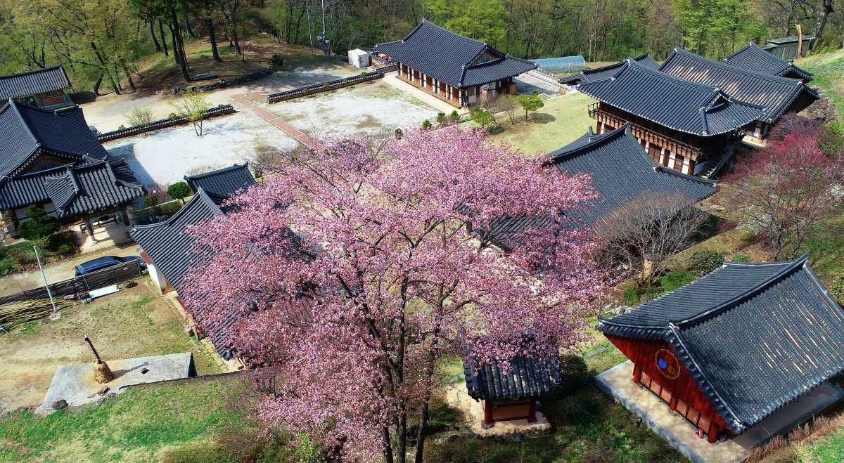 산벚꽃 핀 벽송사 / 함양군 김용만 제공-뉴스1