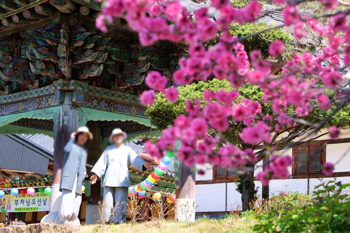 벽송사 겹벛꽃   / 함양군 김용만 제공-뉴스1