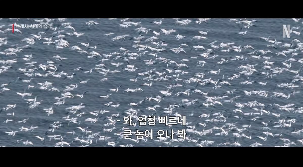 영화 '스래시: 상어의 습격' 공식 예고편 중 한 장면. / 유튜브 'Netflix Korea 넷플릭스 코리아'