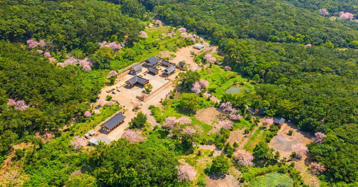 경산에 이런 곳이?... 무려 1300년 세월 버틴 ‘역대급’ 겹벚꽃 명소