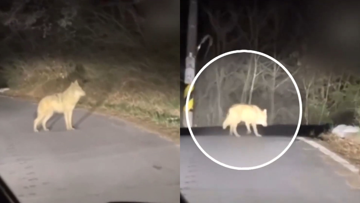 멀리 간 줄 알았는데…오월드 탈출 늑대 ‘늑구’ 야산서 발견