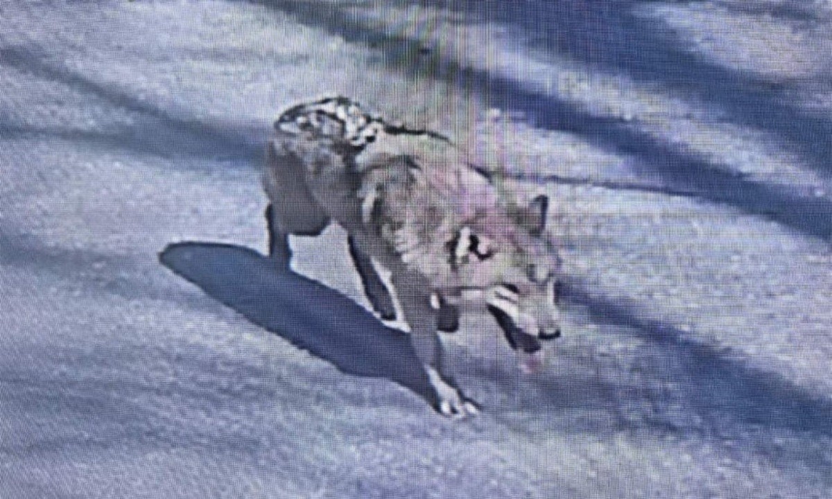 지난 8일 오전 대전오월드에서 탈출한 늑대 ‘늑구’의 모습 / 대전소방본부 제공