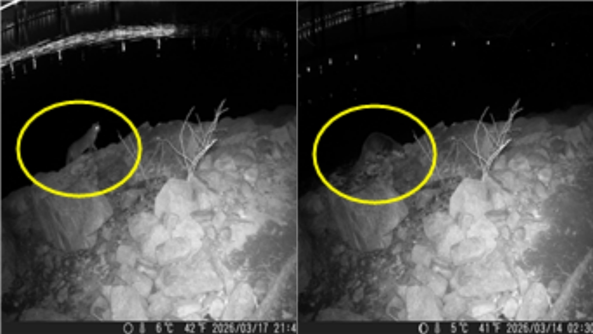 그냥 지나치기엔 놀랍다…한강에서 발견된 뜻밖의 ‘멸종위기종’