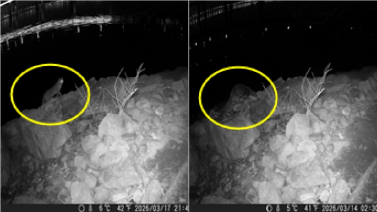 난지한강공원에서 촬영된 멸종위기 야생동물 삵(왼쪽)과 수달(오른쪽)의 모습. 두 종 모두 3월 14일 관찰된 개체로 한강 일대에서 서식 흔적이 확인됐다. / 서울시 제공