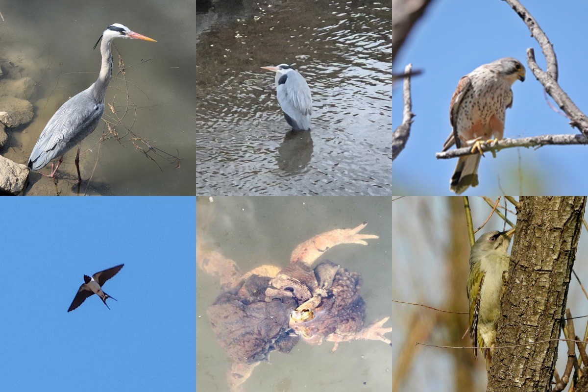여의도샛강과 강서·암사 일대에서 촬영된 다양한 야생 생물 모습. (왼쪽 상단부터 시계방향) 왜가리 2개체, 황조롱이, 청딱다구리, 두꺼비 포접 장면, 제비 등이 담겼으며 모두 올해 1~4월 사이 관찰된 장면. / 서울시 제공