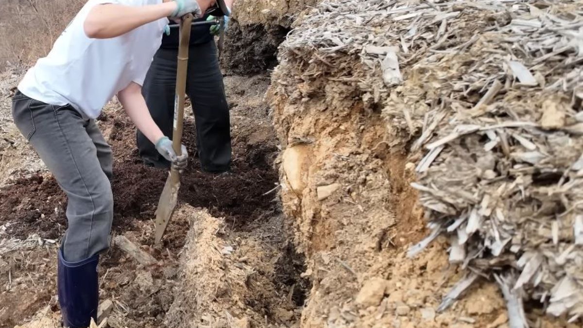 톱밥 더미를 파고 있는 'TV생물도감'. / 유튜브 'TV생물도감'