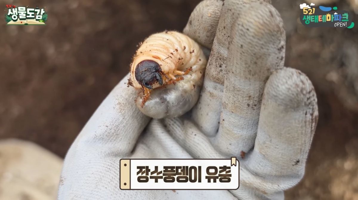 톱밥 더미에서 발견된 '장수풍뎅이 유충'. 유충이지만 커다랗고 신기한 외형을 가지고 있어 섬뜩하게 느껴진다. / 유튜브 'TV생물도감'