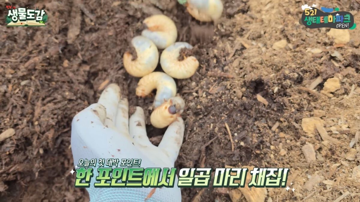 톱밥 더미 한 포인트에서 우르르 발견된 '장수풍뎅이 유충' / 유튜브 'TV생물도감'