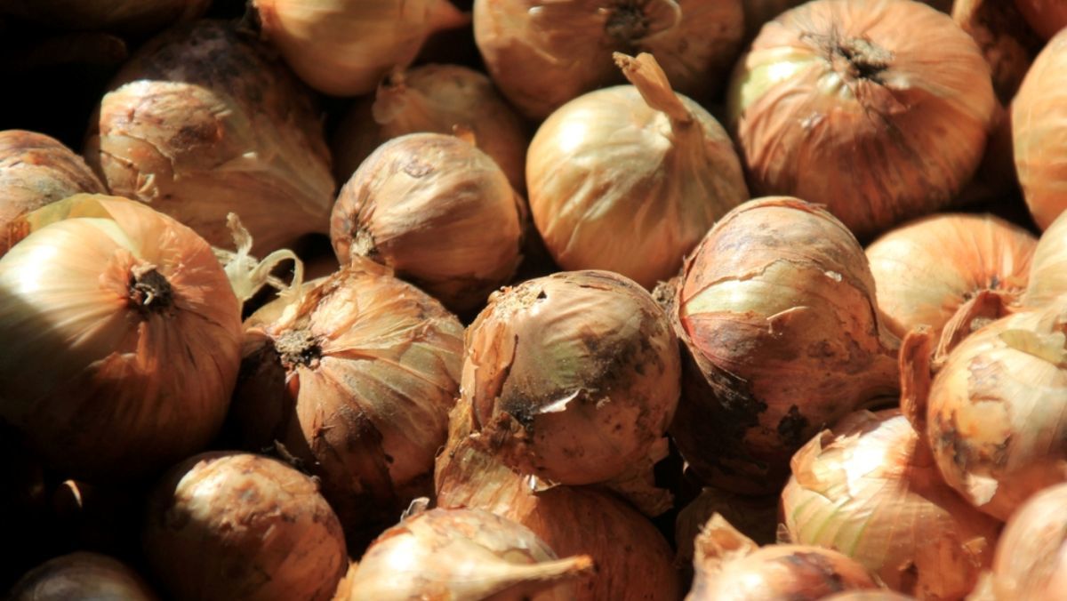 흙인 줄 알고 털어냈는데...양파 껍질 검은 가루의 충격적인 정체