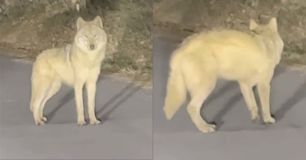 [오월드 탈출 늑대] 늑구 걱정에 6일 동안 야산 헤맨 시민이 찾아냈다