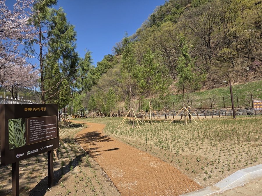 대구 동구, 도동 측백나무숲 산림생태복원사업 완료