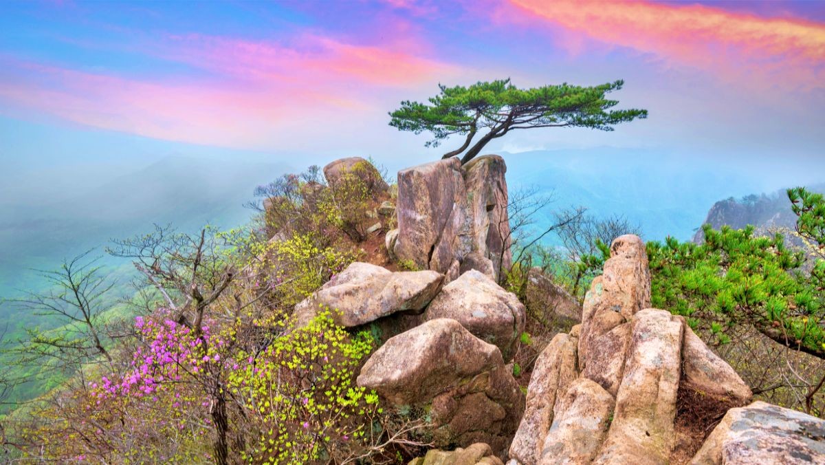 대둔산 소나무 / ST_Travel-Shutterstock.com