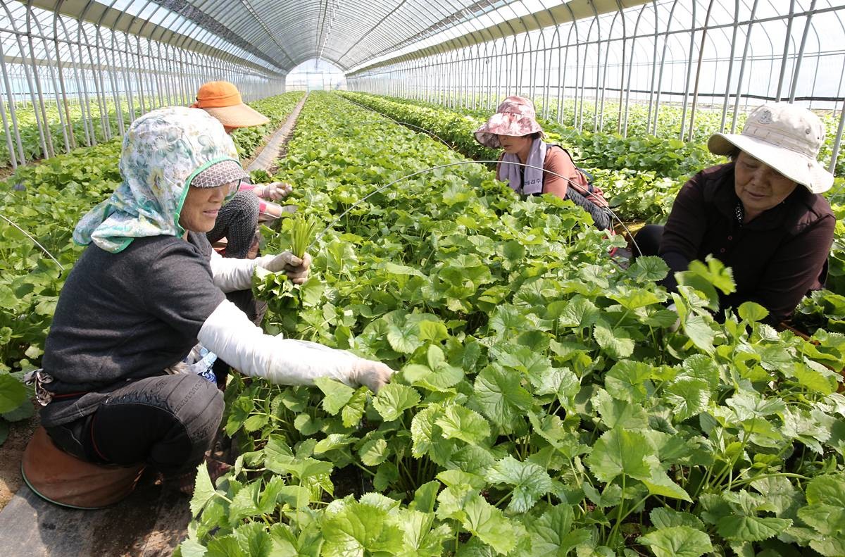 강원 양구군 관내 곰취 재배농가에서 농민들이 곰취를 수확하고 있다 / 양구군 제공,  뉴스1