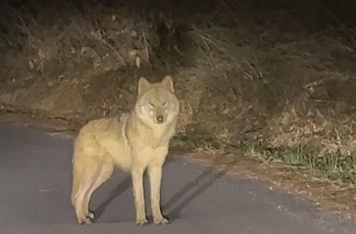 탈출한 '늑구'에 마취총 발사했으나 빗나가…“너무 빨라 맞추기 쉽지 않다”