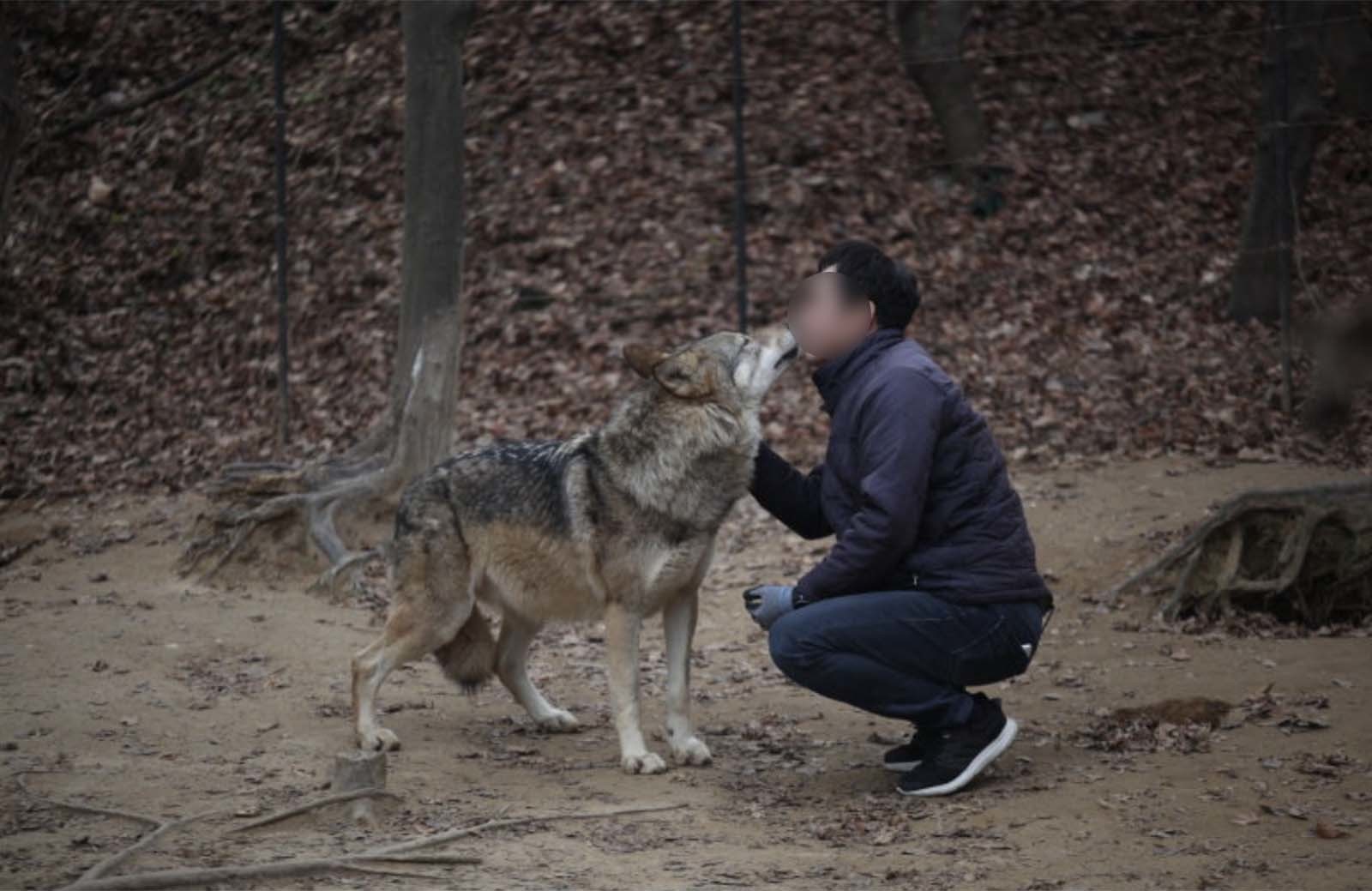 대전 오월드 늑대들의 평상시 모습... 네티즌들 “강아지 아니냐” 화들짝 