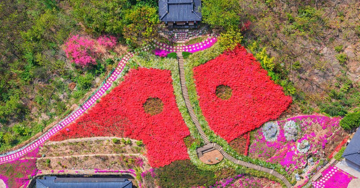 한국에 이런 장소가?... 사찰 전체가 분홍빛 카펫으로 뒤덮인 '이곳'
