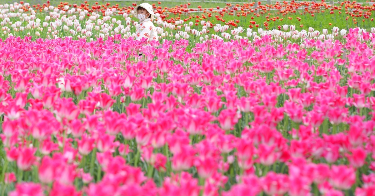 56만 평이 전부 무료?... 벚꽃 터널에 맨발 황톳길까지 즐기는 '국내 명소'