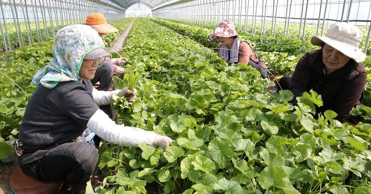 산나물의 제왕인데…농가 급감에 올해 수확 비상 걸린 ‘이 나물’