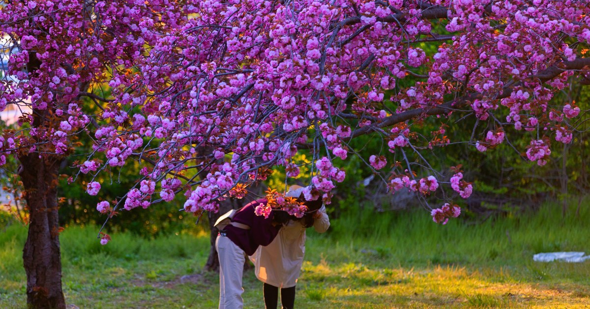 안 가면 후회할 듯... 이번 주말, 겹벚꽃 절정 이른다는 의외의 '여행지'
