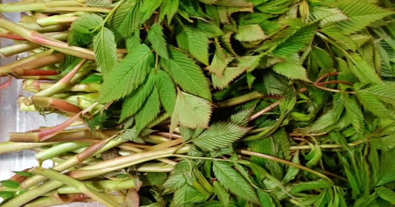 4월에 무조건 먹어야 한다...씹으면 씹을수록 소화가 되는 '이 나물'