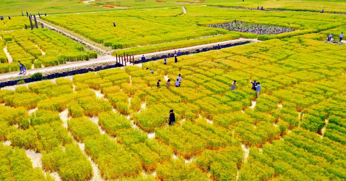 제주도 아니었어?… 경주 한복판에 펼쳐진 '역대급' 청보리밭의 정체