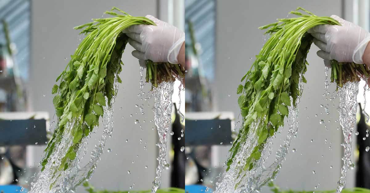 4월에 한 번 심으면 가을까지 수확하는 텃밭 작물 8가지