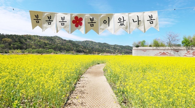 “벚꽃 다음은 바로 여기”… 광주시 광산구 황룡강생태정원, 1만 5천㎡ 유채꽃 '만발'