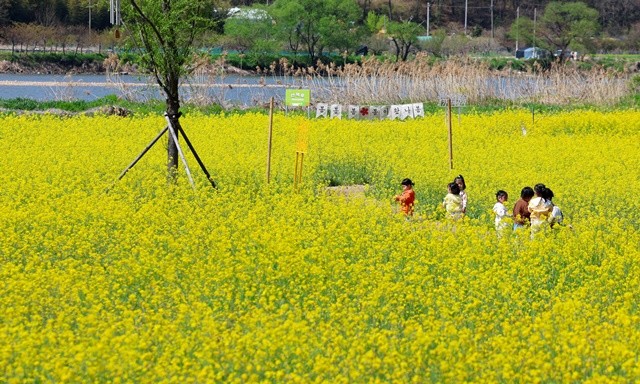 광주 광산구 대표 명품 꽃단지인 황룡강생태정원에 봄의 시작을 알리는 유채꽃이 만개했다. / 광주시 광산구
